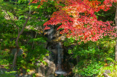 旧古河庭園にて