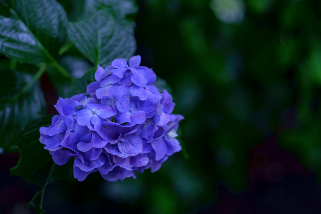 雨の日のアジサイ