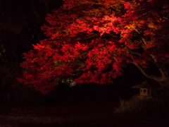 六義園のライトアップ