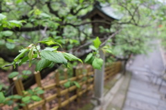 湯島天神