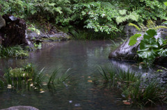 雨の日の池