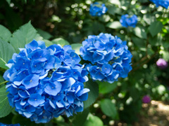 六義園にて、PanasonicG2その３