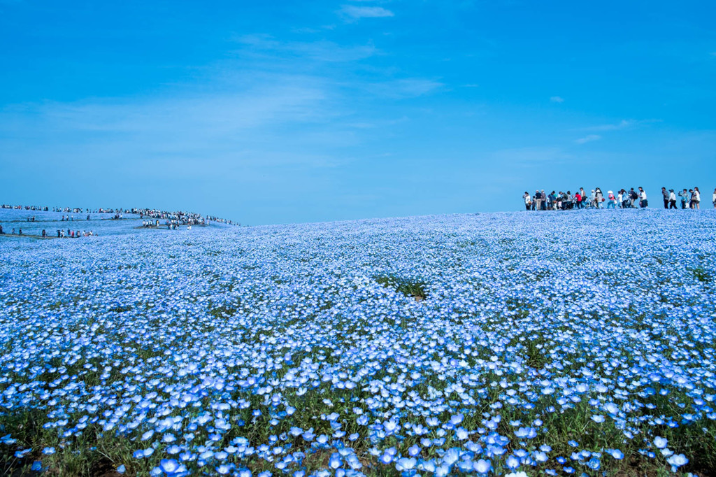 ひたち海浜公園