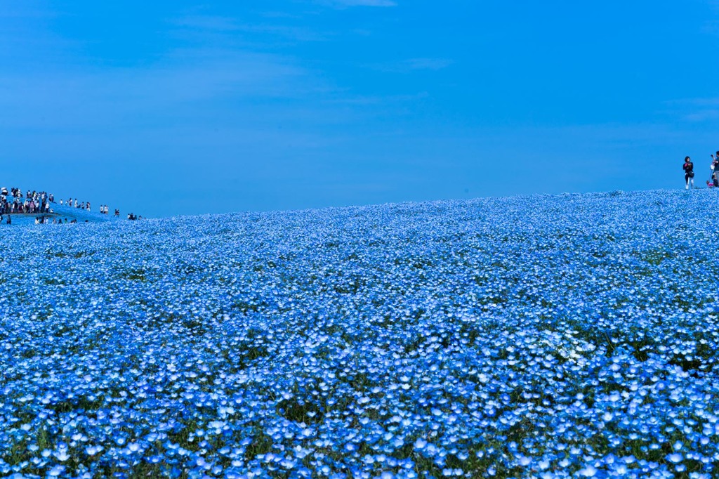 ひたち海浜公園