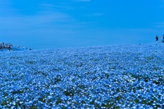 ひたち海浜公園