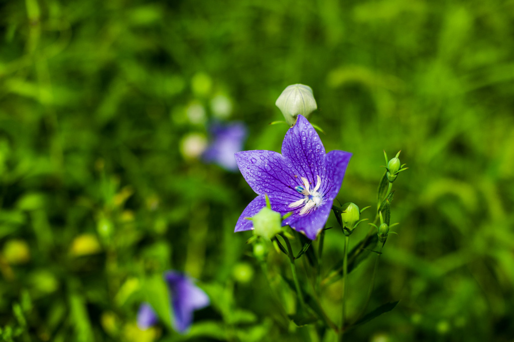 向島百花園