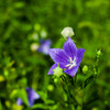 向島百花園