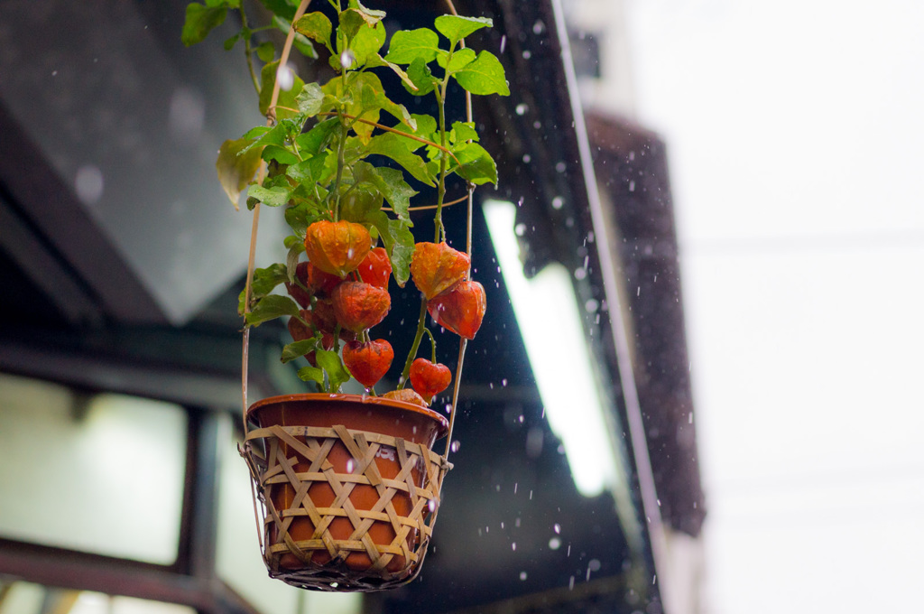 雨の浅草