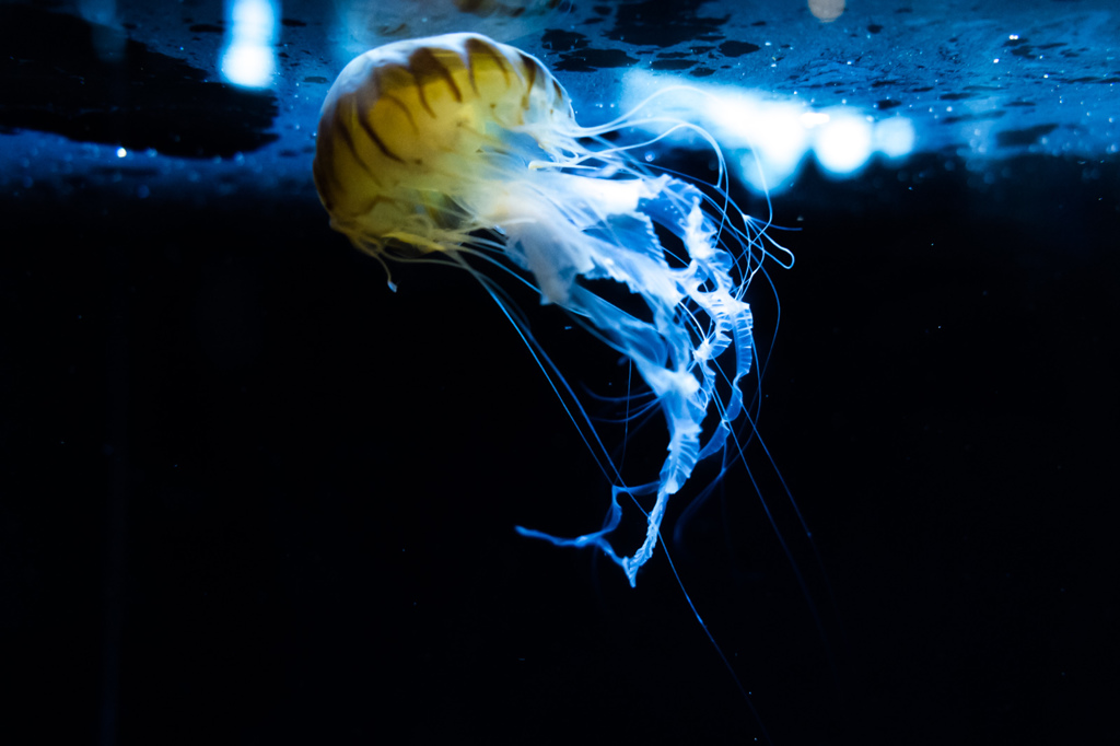 葛西臨海水族館にて