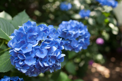六義園にて、Canon5Dその３