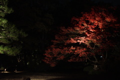 六義園ライトアップ