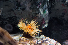 葛西臨海水族館にて