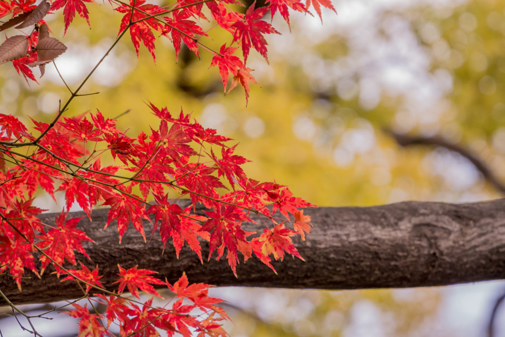 六義園にて