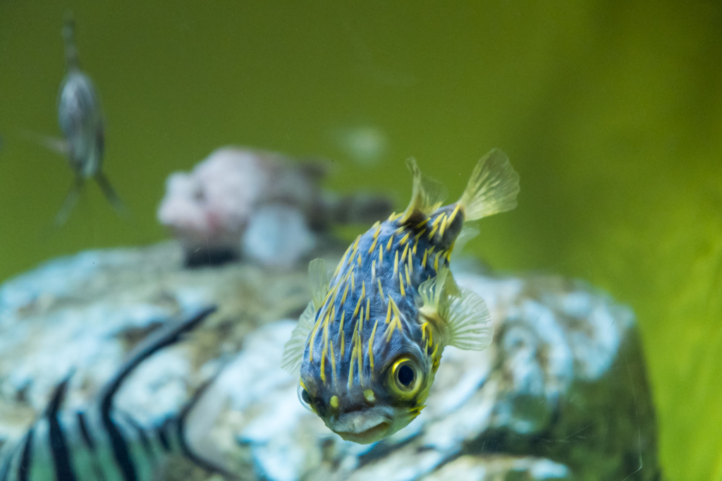 葛西臨海水族館にて