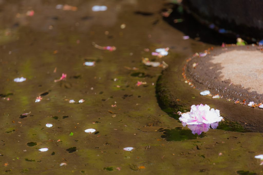 水に浮かぶ花びら