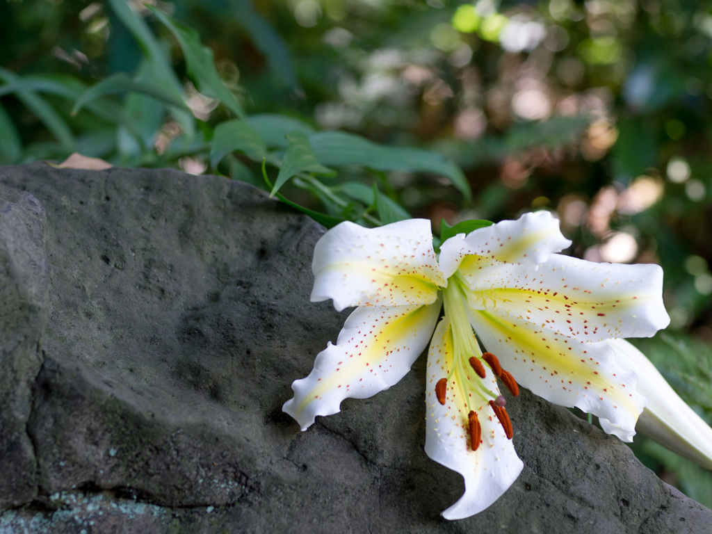 あまりの暑さに花も、しおしお
