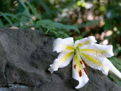 あまりの暑さに花も、しおしお