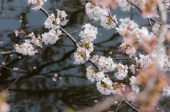 桜と池と……