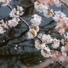 桜と池と……