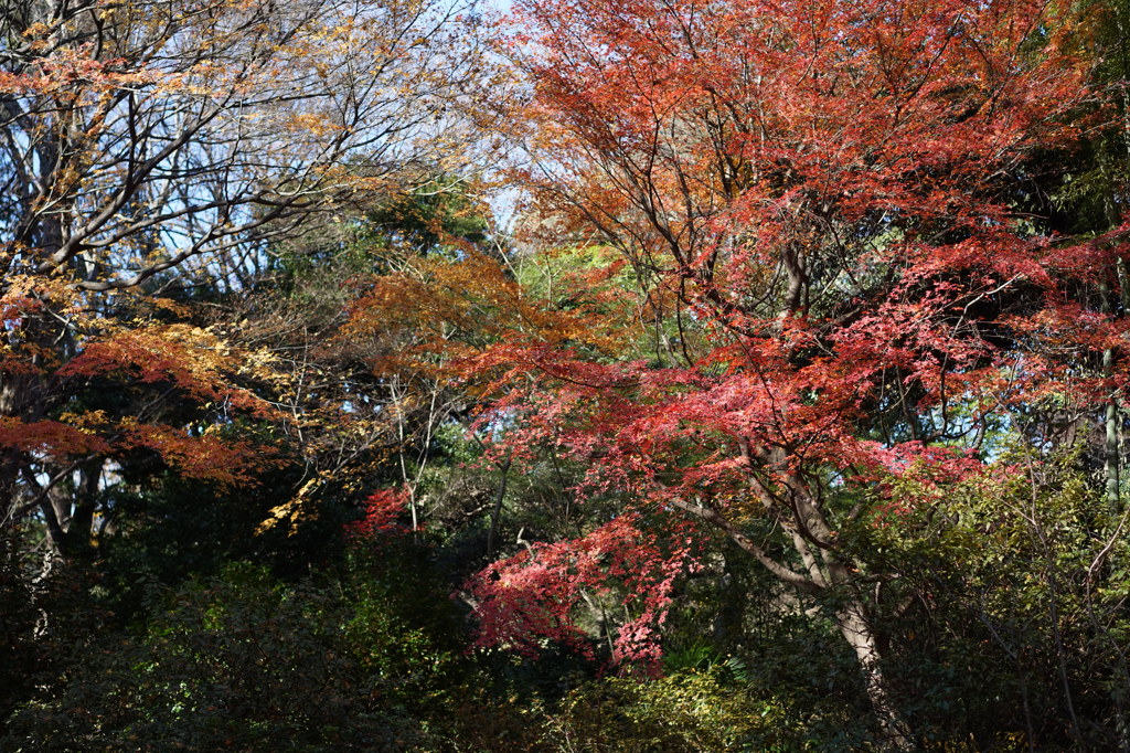 六義園