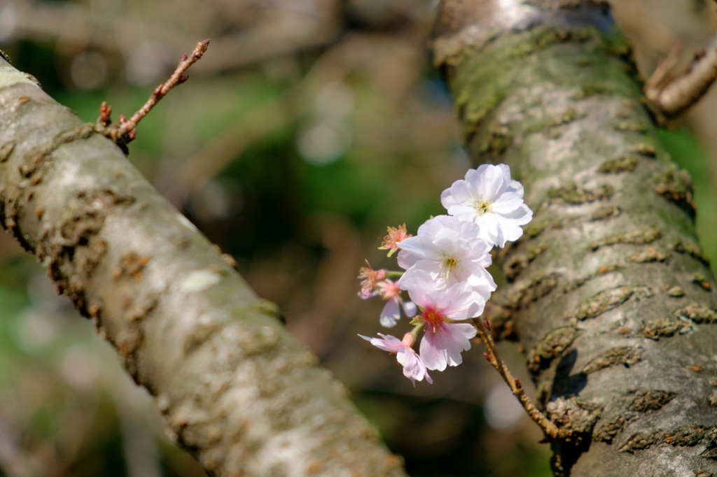 十月桜