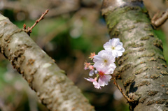 十月桜