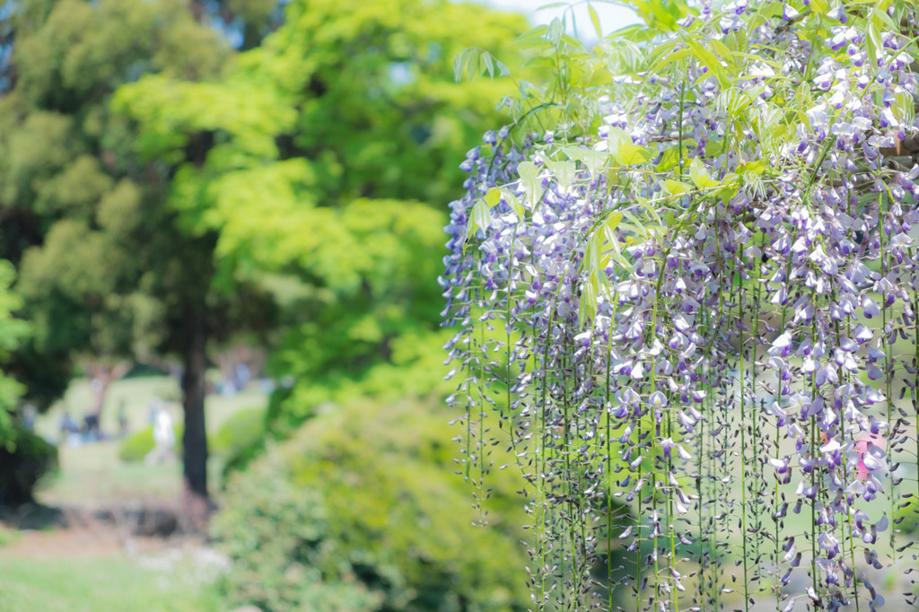藤の花