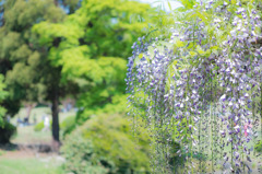 藤の花