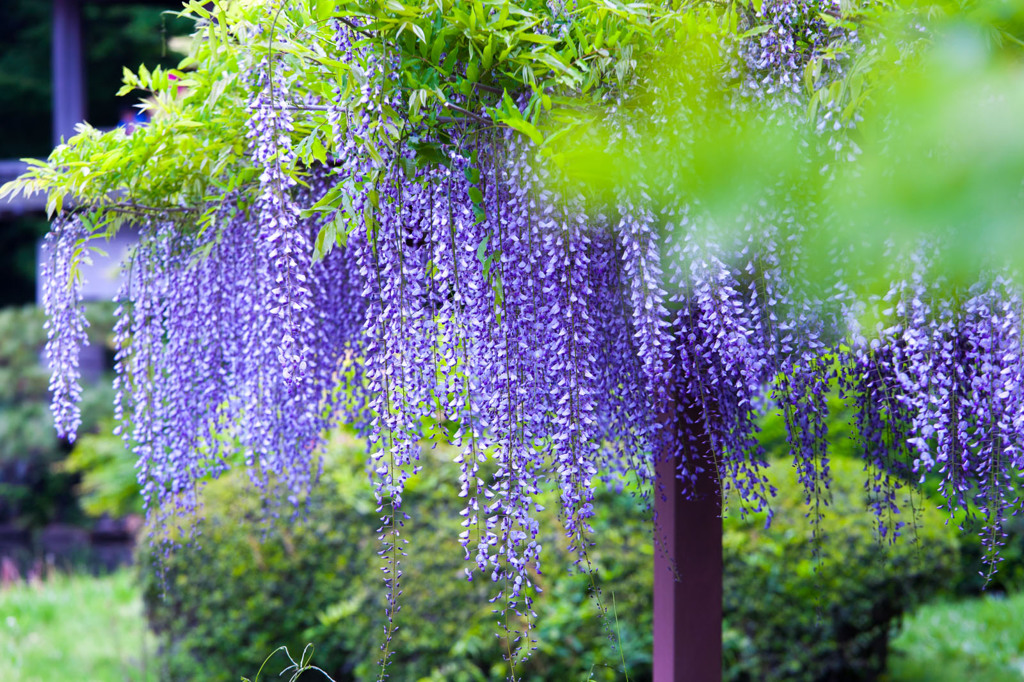 藤の花