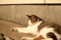 長崎　猫が多い街