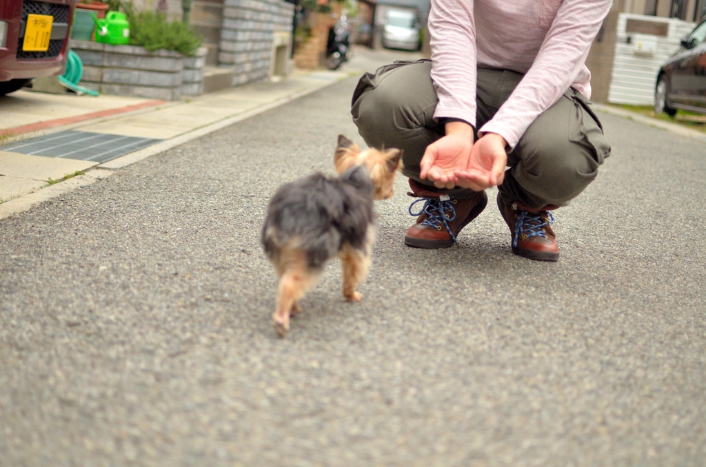 おいで！