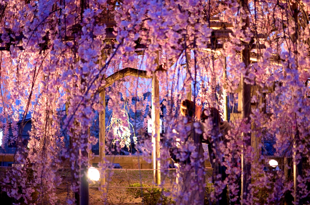 京都　清水寺