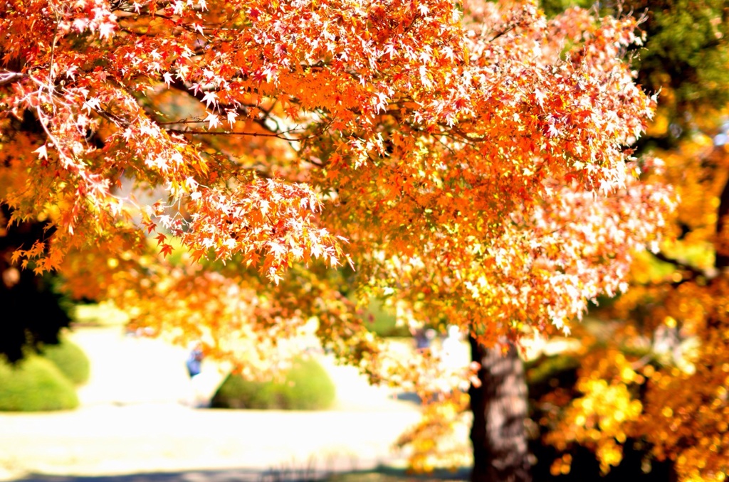 新宿御苑 紅葉②