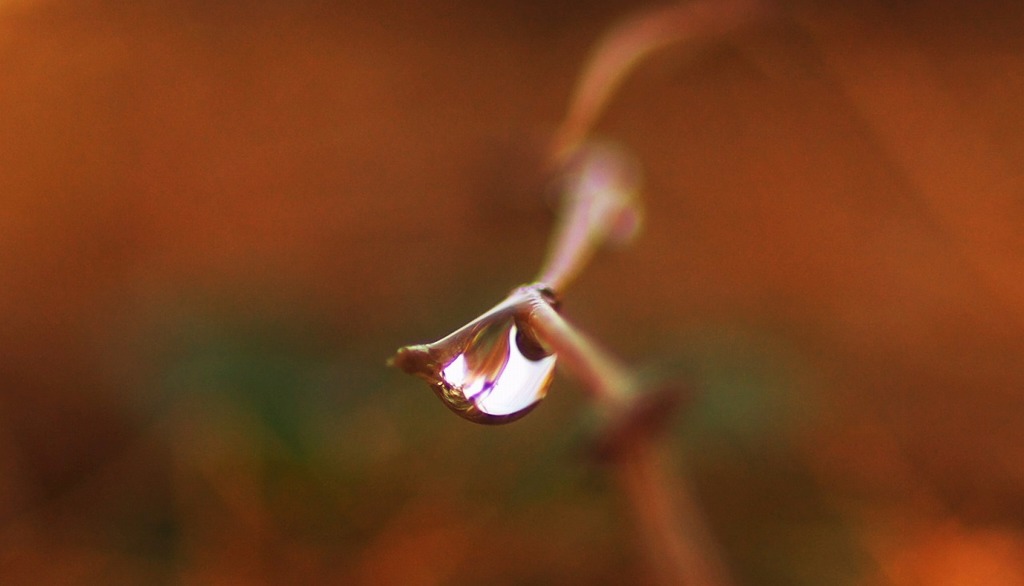 線香花火