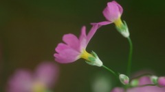 春の花