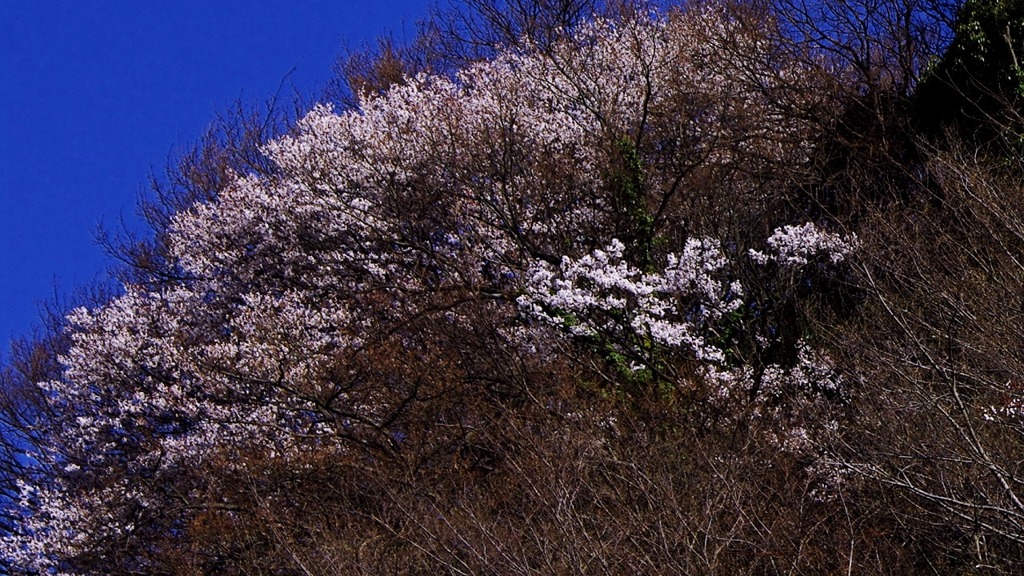 山桜