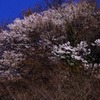 山桜