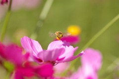 蜜を求めて