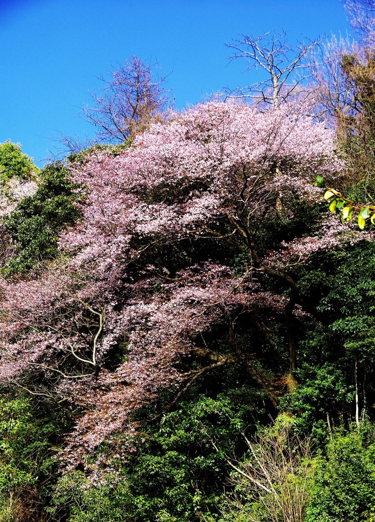 山桜