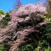 山桜