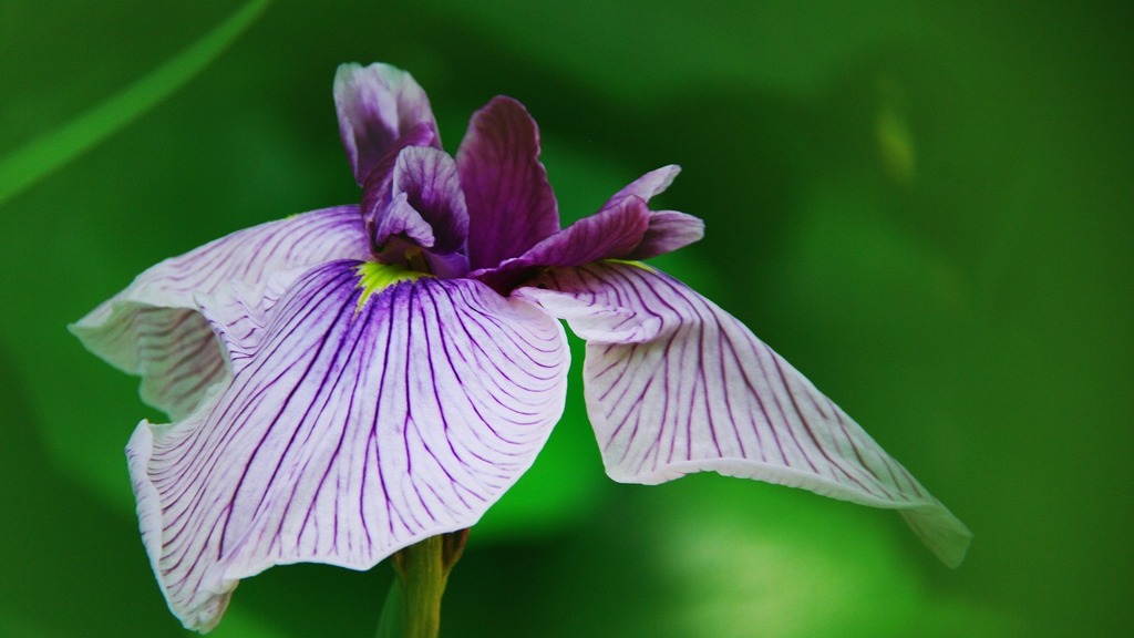 花菖蒲