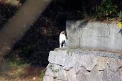 頭隠して尻隠さず