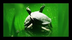 ふれあう