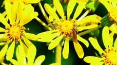 ツワブキに囲まれて