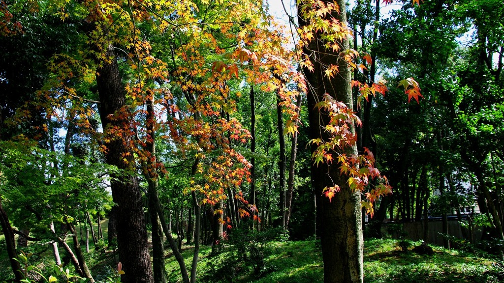 縮景園の紅葉