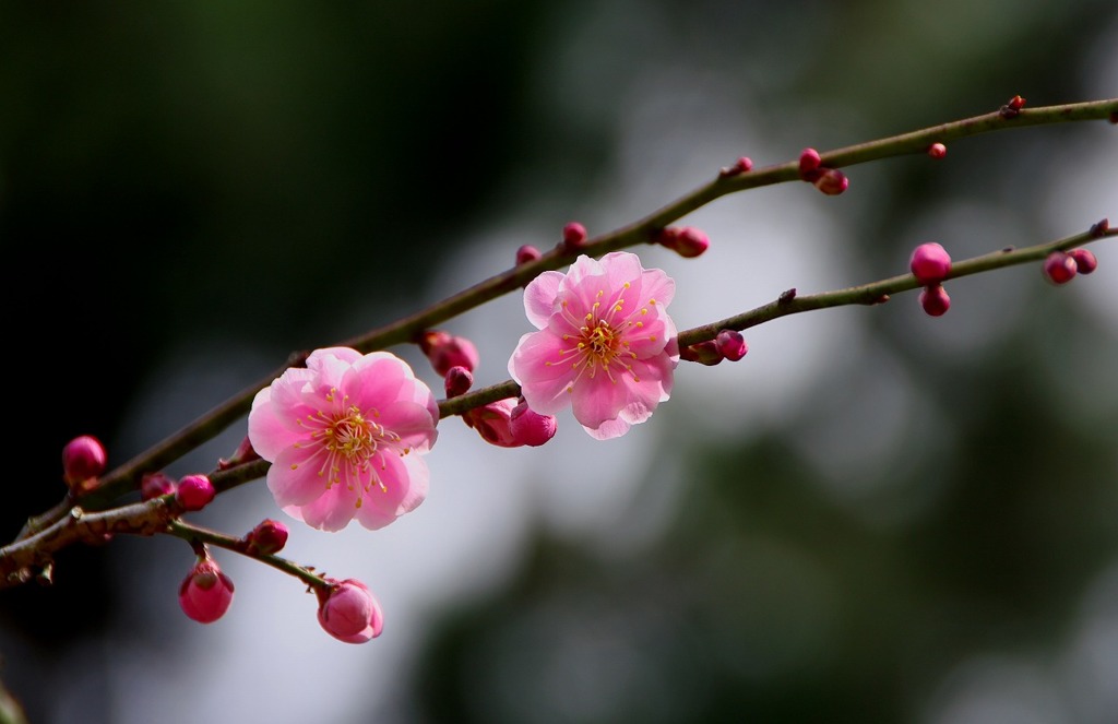 縮景園の梅