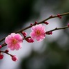 縮景園の梅