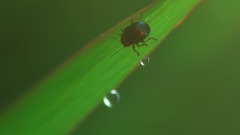 小さな虫