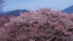 山桜