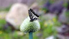 坊主のうえで